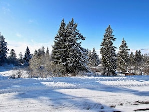 Escape to a serene winter wonderland surrounded by towering evergreen trees.
