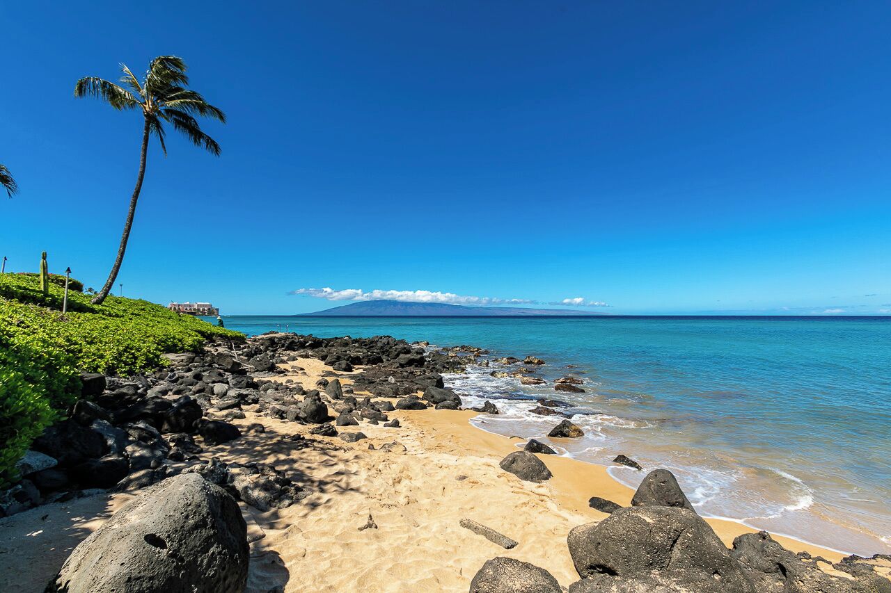A beach with a clear sky, a palm tree, and a mountain in the background.