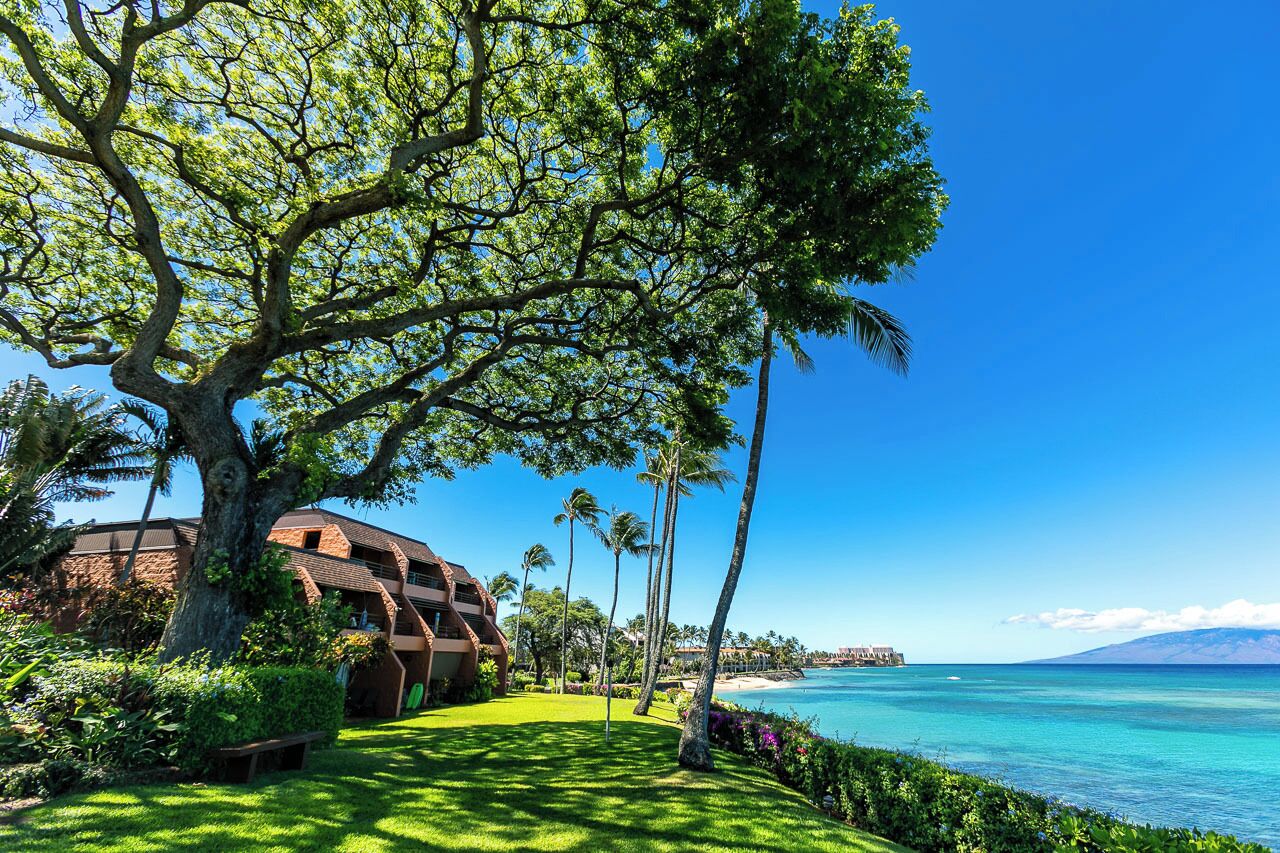 A beachfront property with a large tree, a building with a curved roof, and a clear view of the ocean.