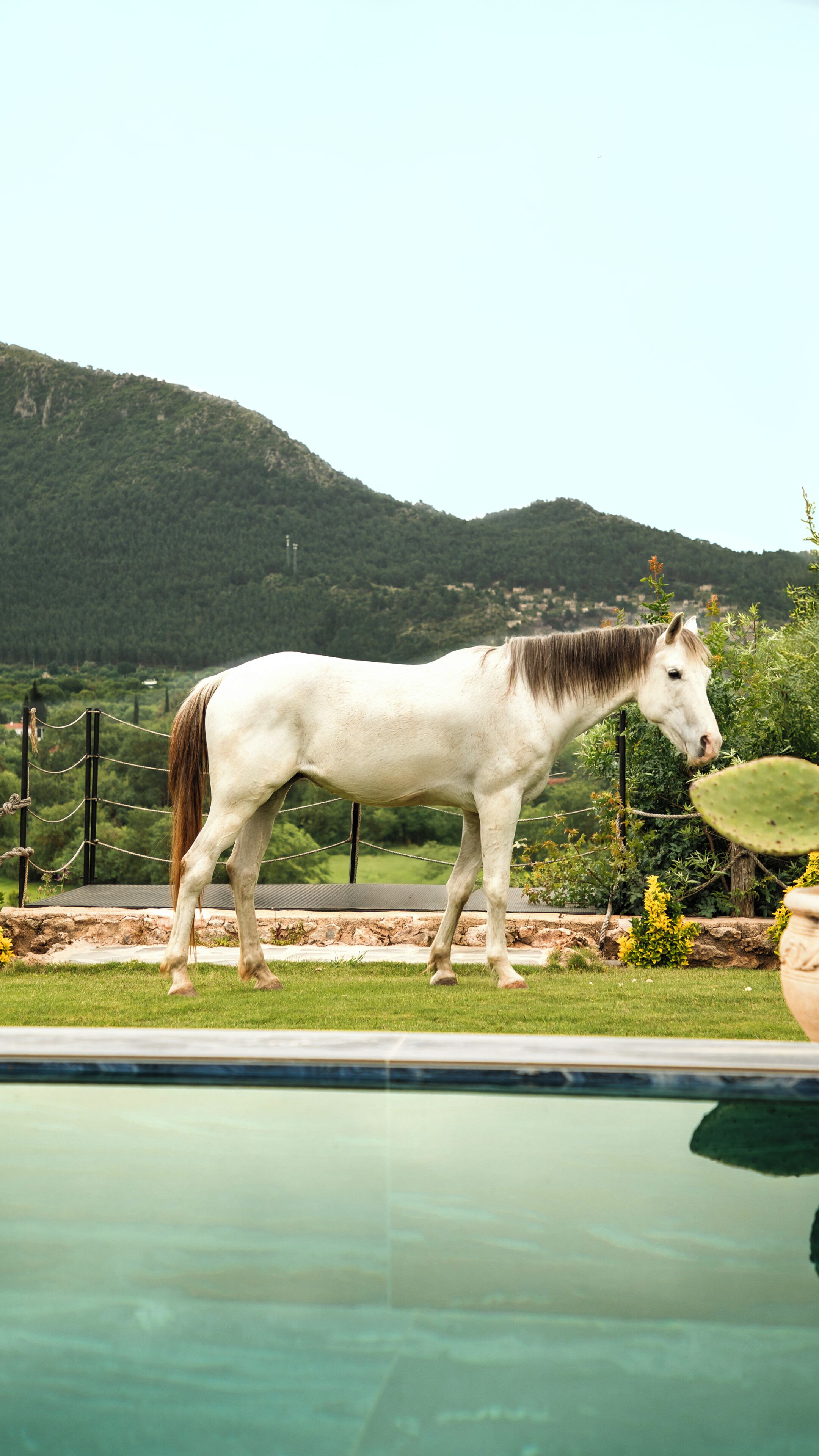 A white horse standing near a pool with a mountainous background.