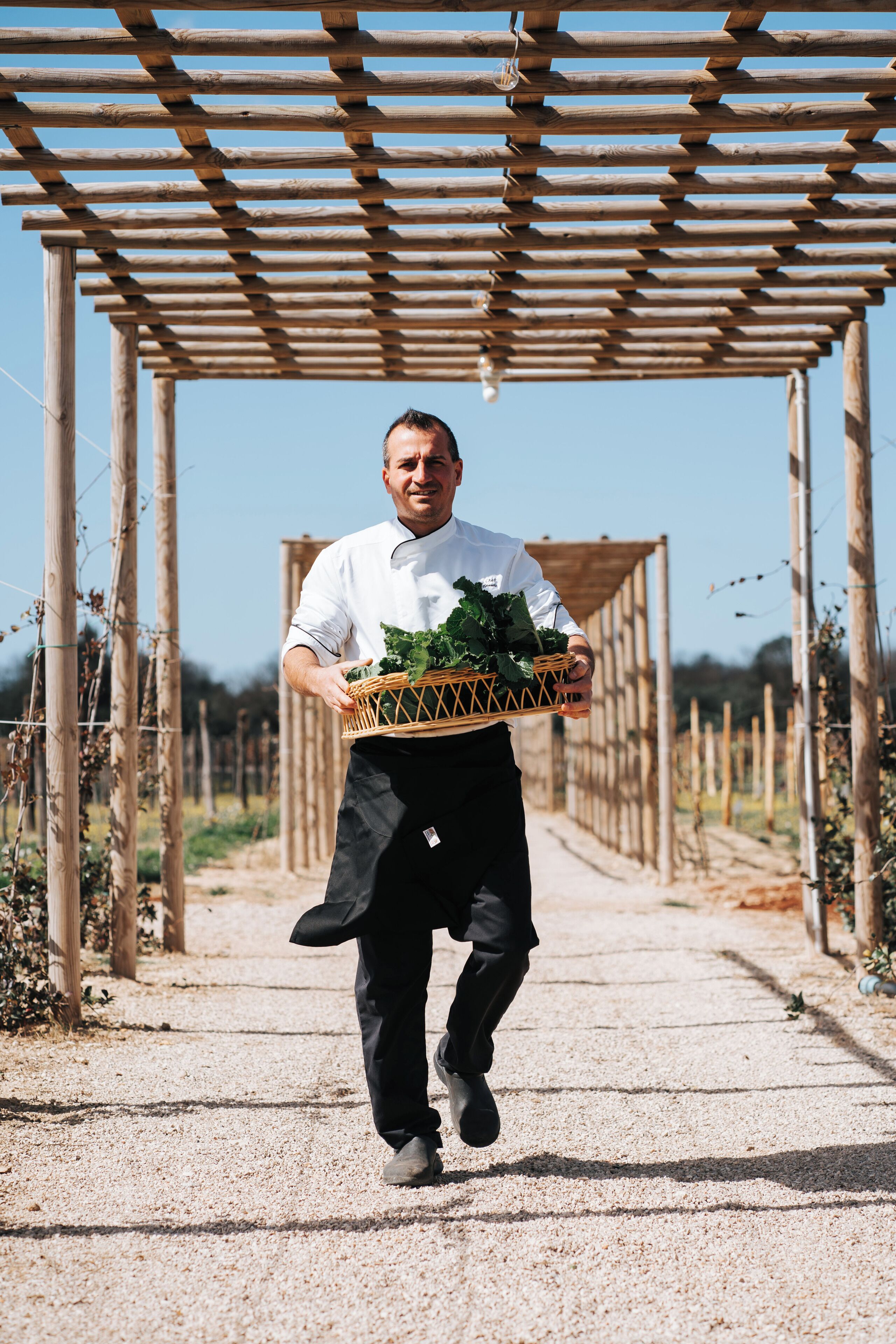 A person walking through a vineyard with a basket of produce.