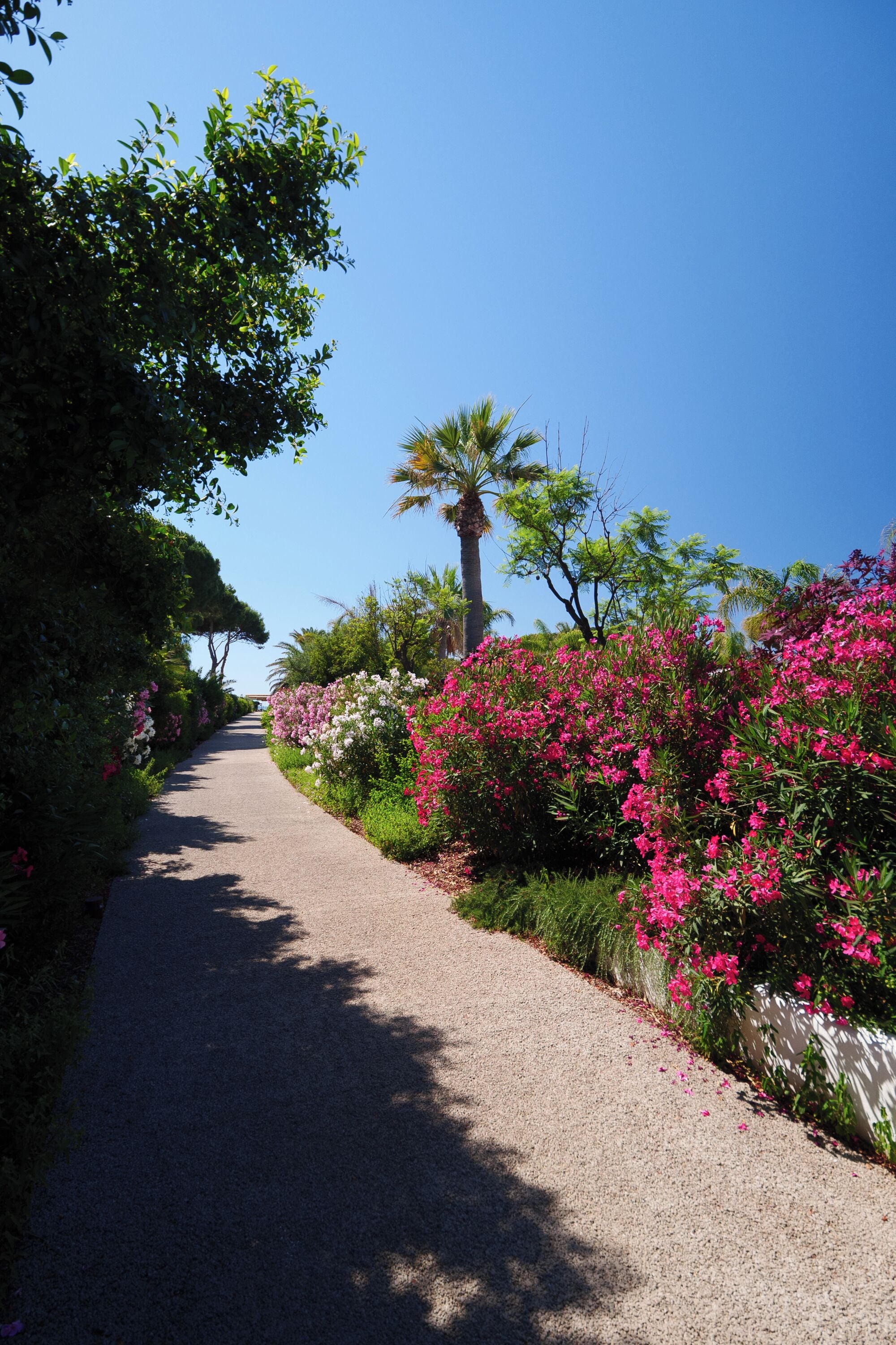 A pathway flanked by lush greenery and vibrant pink flowers, leading towards a clear blue sky.