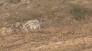 A dry savanna landscape with zebras grazing. - Beautiful serene home with lake view (Nakuru)
