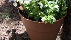 A potted plant with a drip irrigation system, surrounded by trees and a bench in a park setting. - Sports Village Lower Unit Comfy Mountain Retreat (Pinetop)