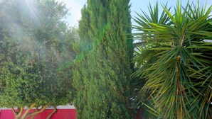 Un muro in pietra con una palma e un alto conifero.