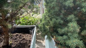 A pathway flanked by two potted evergreen trees, leading to a building with a sloped roof. - Beautiful studio for 2 people in picturesque Homburg am Main (Triefenstein)
