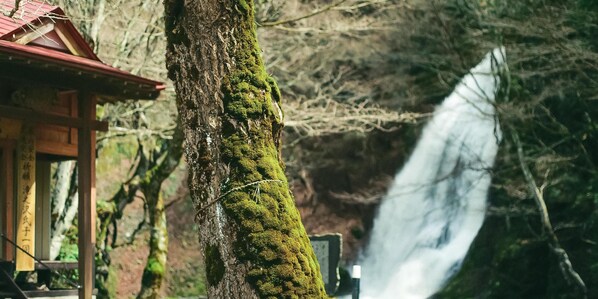 Un tronco de árbol cubierto de musgo con una estructura de madera al fondo.