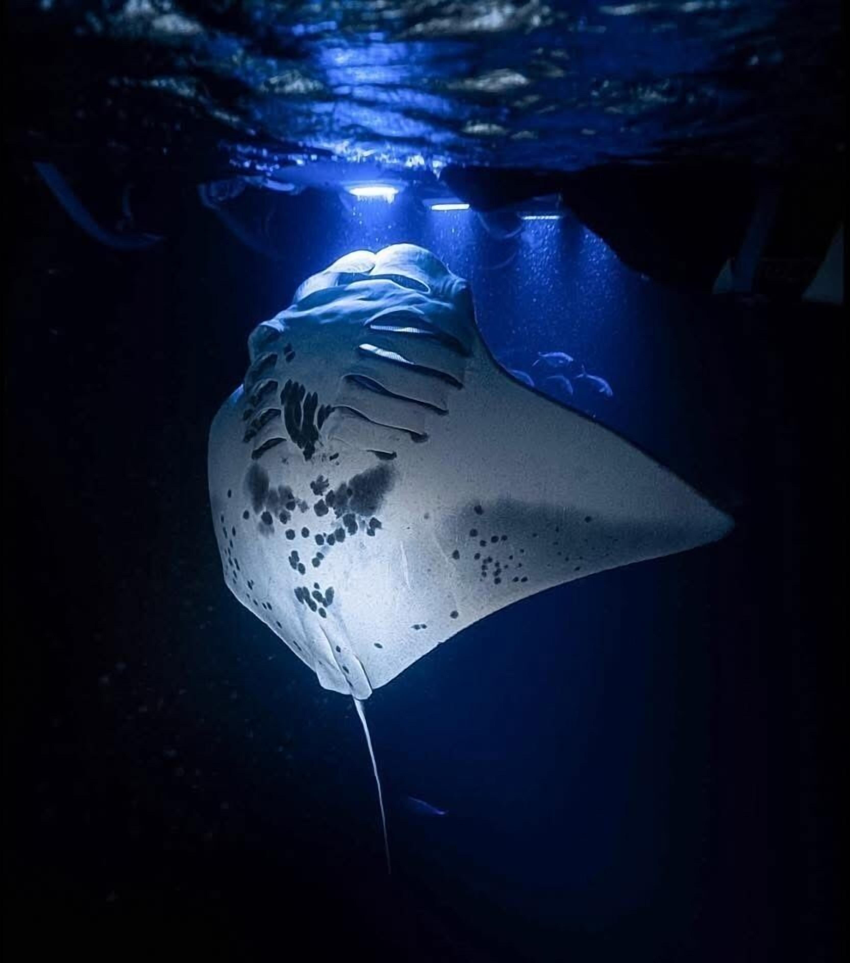 A large, ice-like sculpture in an underwater setting.