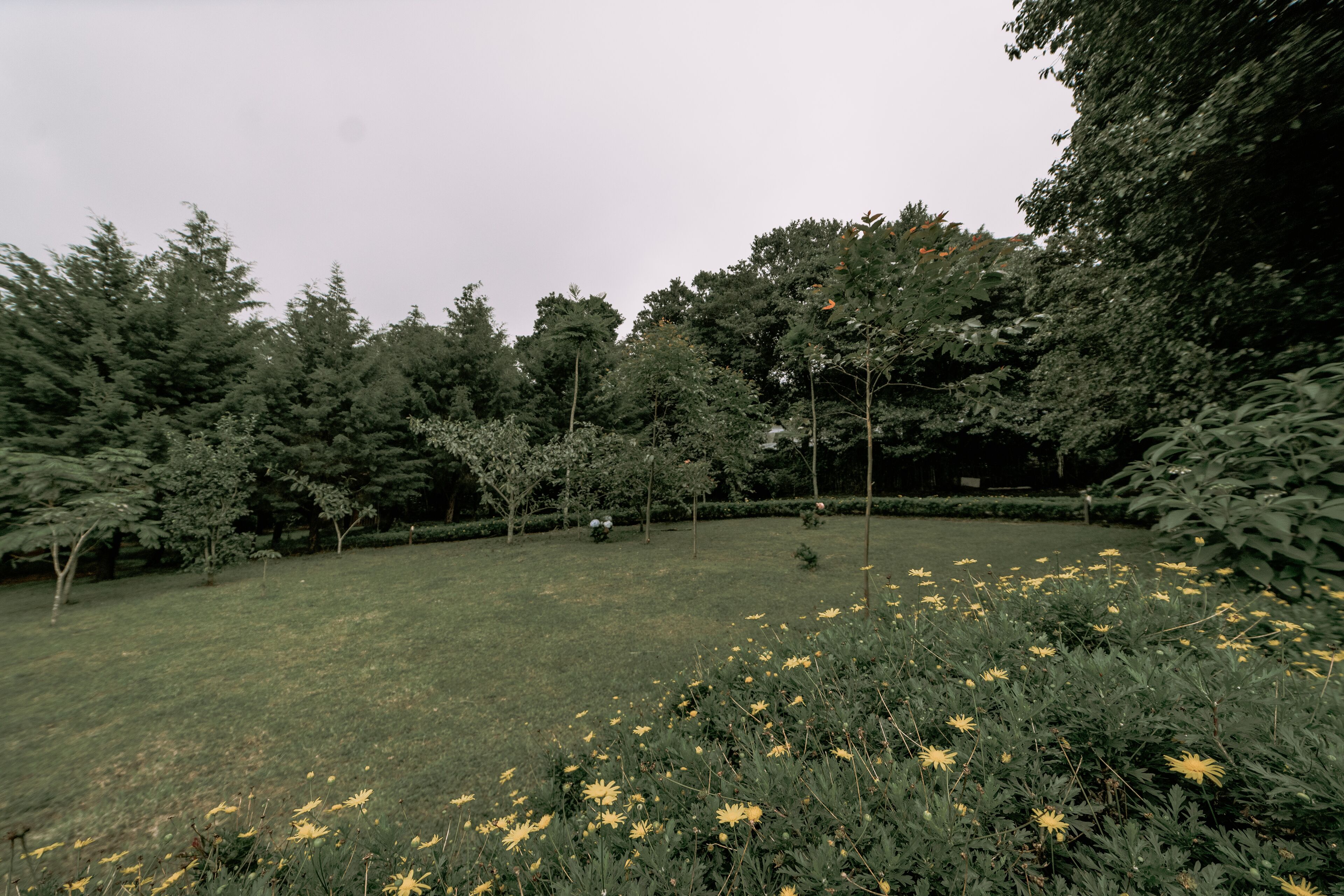 A garden with a variety of trees and a lawn.