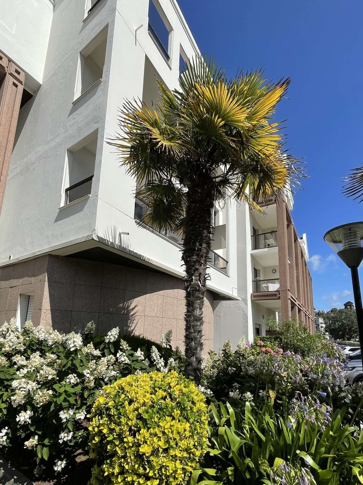 Un bâtiment moderne doté de balcons, avec un palmier en premier plan.