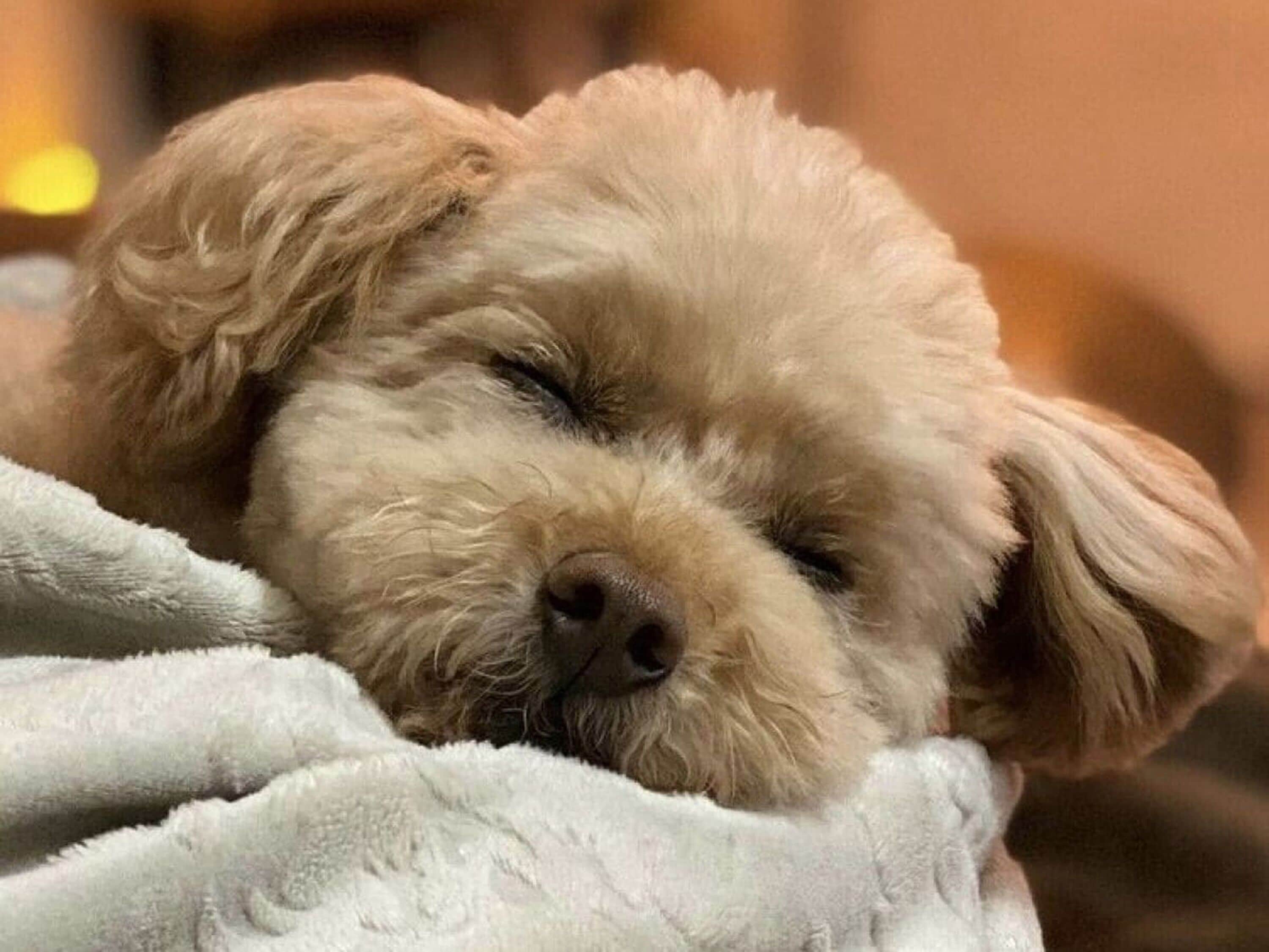 Primer plano de un perro dormido con una manta blanca.
