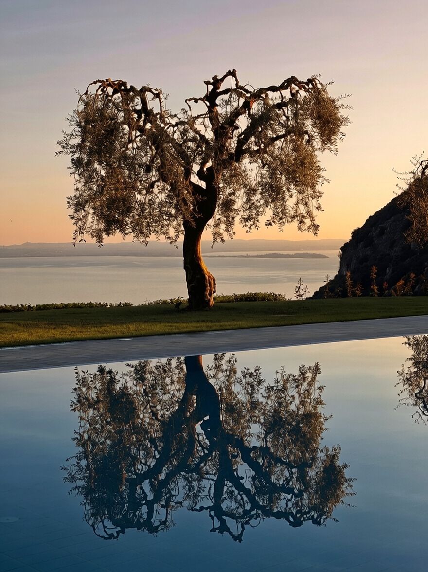 A tree with a broad canopy reflecting on a calm water surface, with a distant view of the horizon.