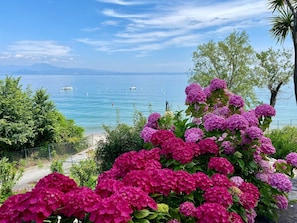 A garden with pink flowers and a view of the sea.