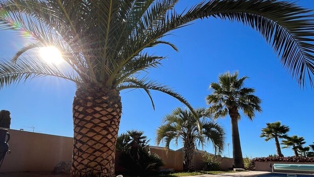 A swimming pool with palm trees and a clear blue sky. - Gîte les palmiers (Roquebrune-sur-Argens)