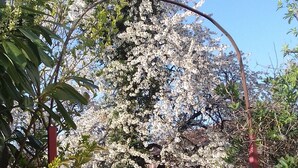 Un jardin avec une clôture en bois peinte en blanc et des arbres en fleurs.