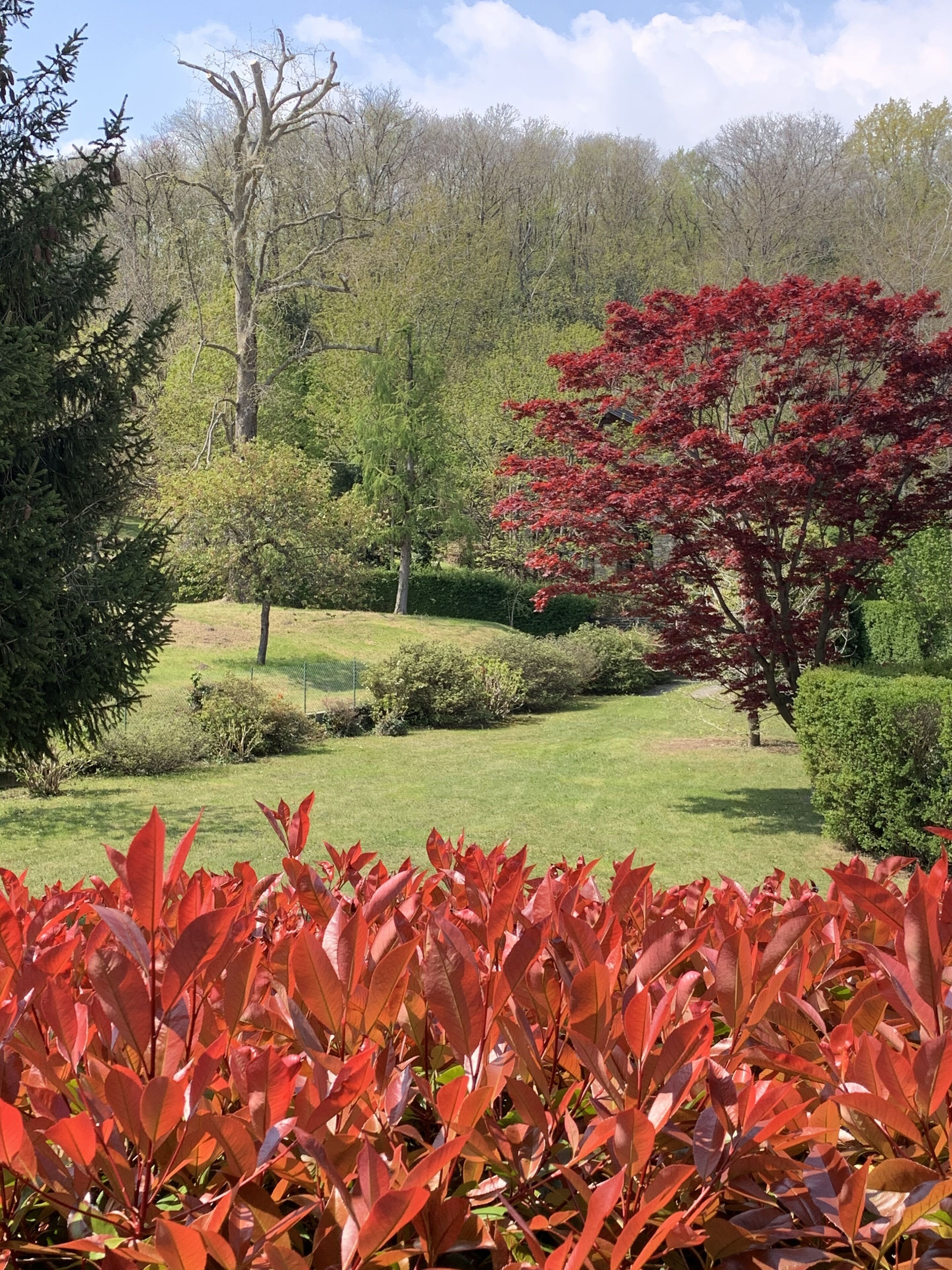 Ein angelegter Garten mit verschiedenen Bäumen und Sträuchern, darunter ein markanter Baum mit roten Blättern im Vordergrund.