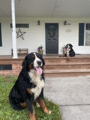Property grounds - Charming FarmHouse with animal meet&greet (Mount Jackson)