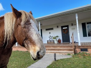Exterior - Charming FarmHouse with animal meet&greet (Mount Jackson)