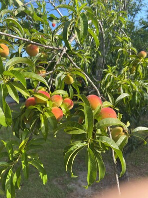 Property grounds - Enjoy Crawfordville at the Courtyard’s Pelican Cottage. (Crawfordville)