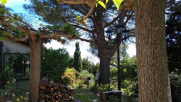 A garden with trees, a stack of logs, and black planters with plants. - Independent bedroom, swimming pool, Park, Kitchen, Barbecue... (Brézilhac)