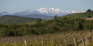 Vinhedo com fileiras de videiras e montanhas nevadas ao fundo.