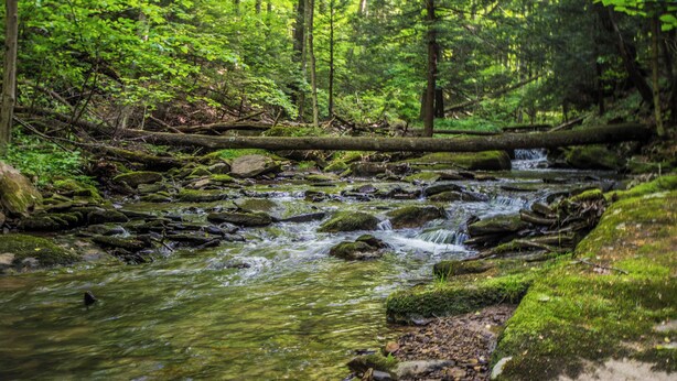A forest stream with rocks and moss, surrounded by dense green foliage. - Bearbnb by Taylor Made Deep Creek (McHenry)
