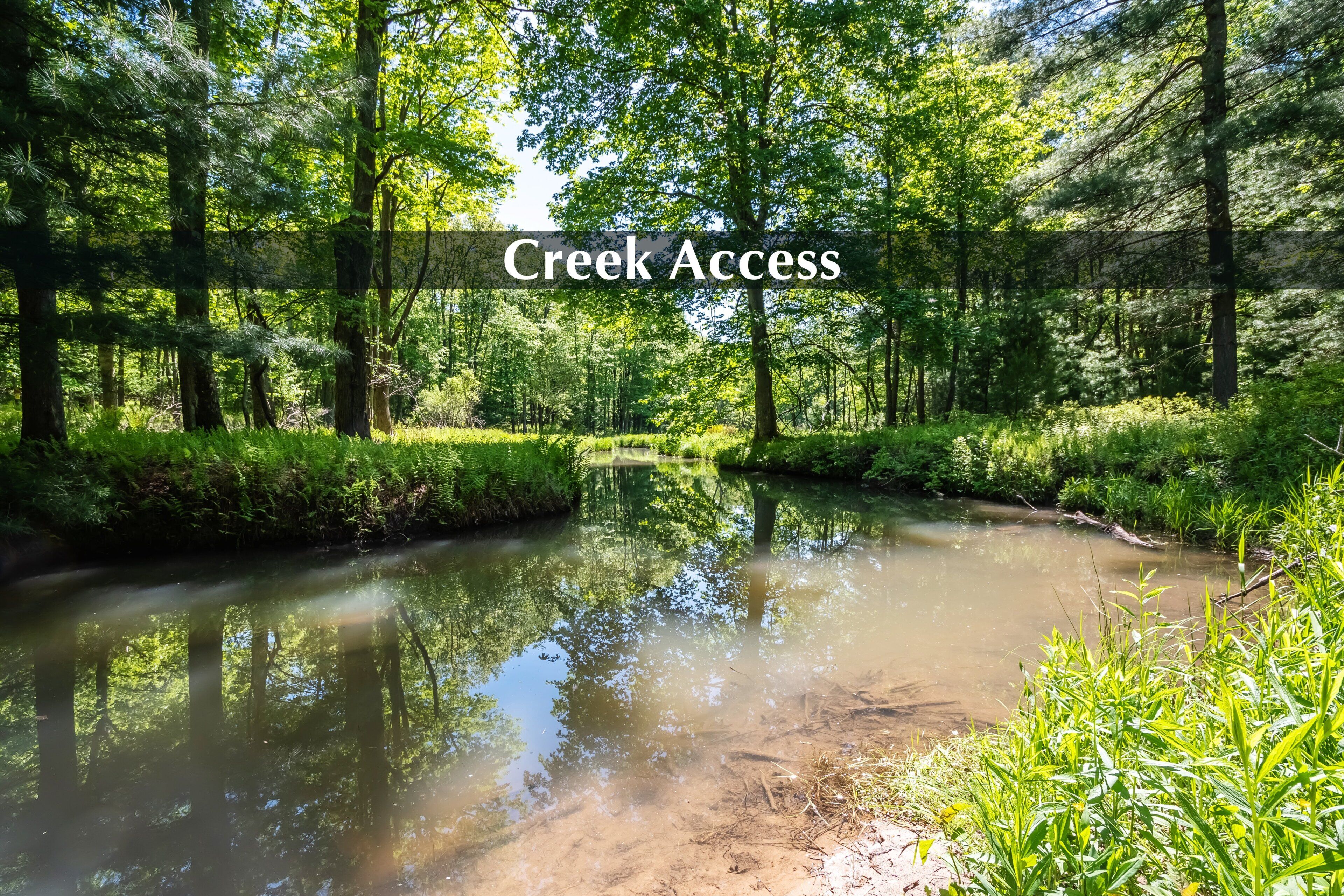 A serene creek surrounded by lush greenery.