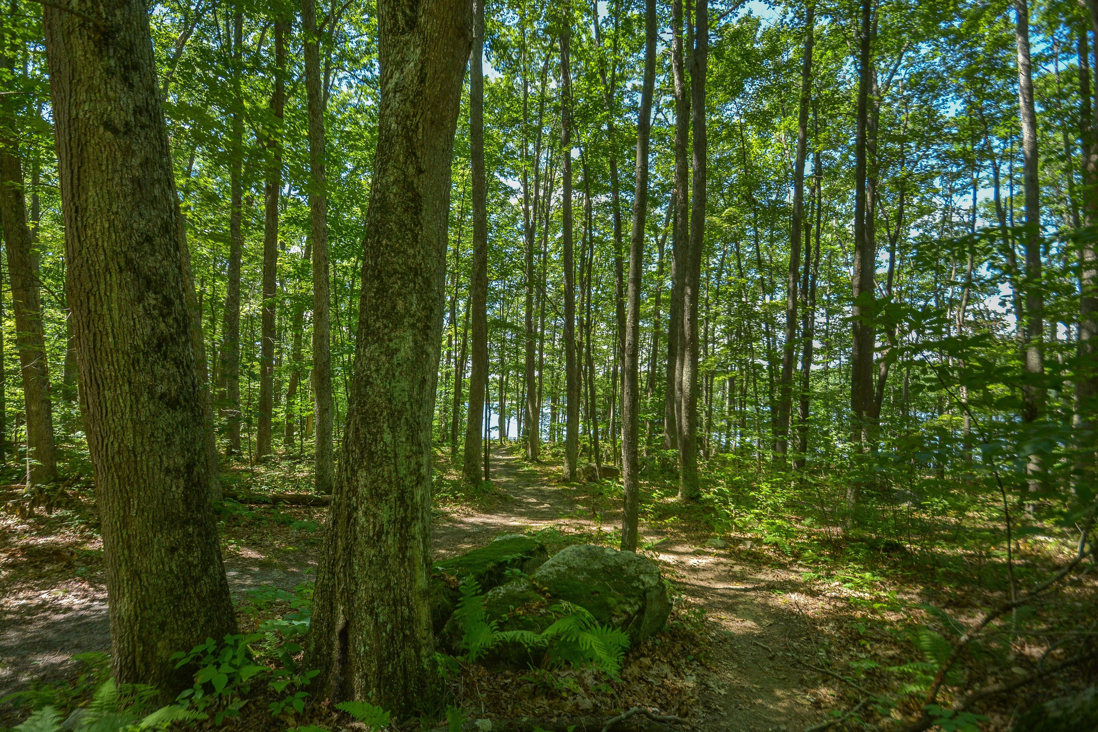 A forest with tall trees and a clear path.