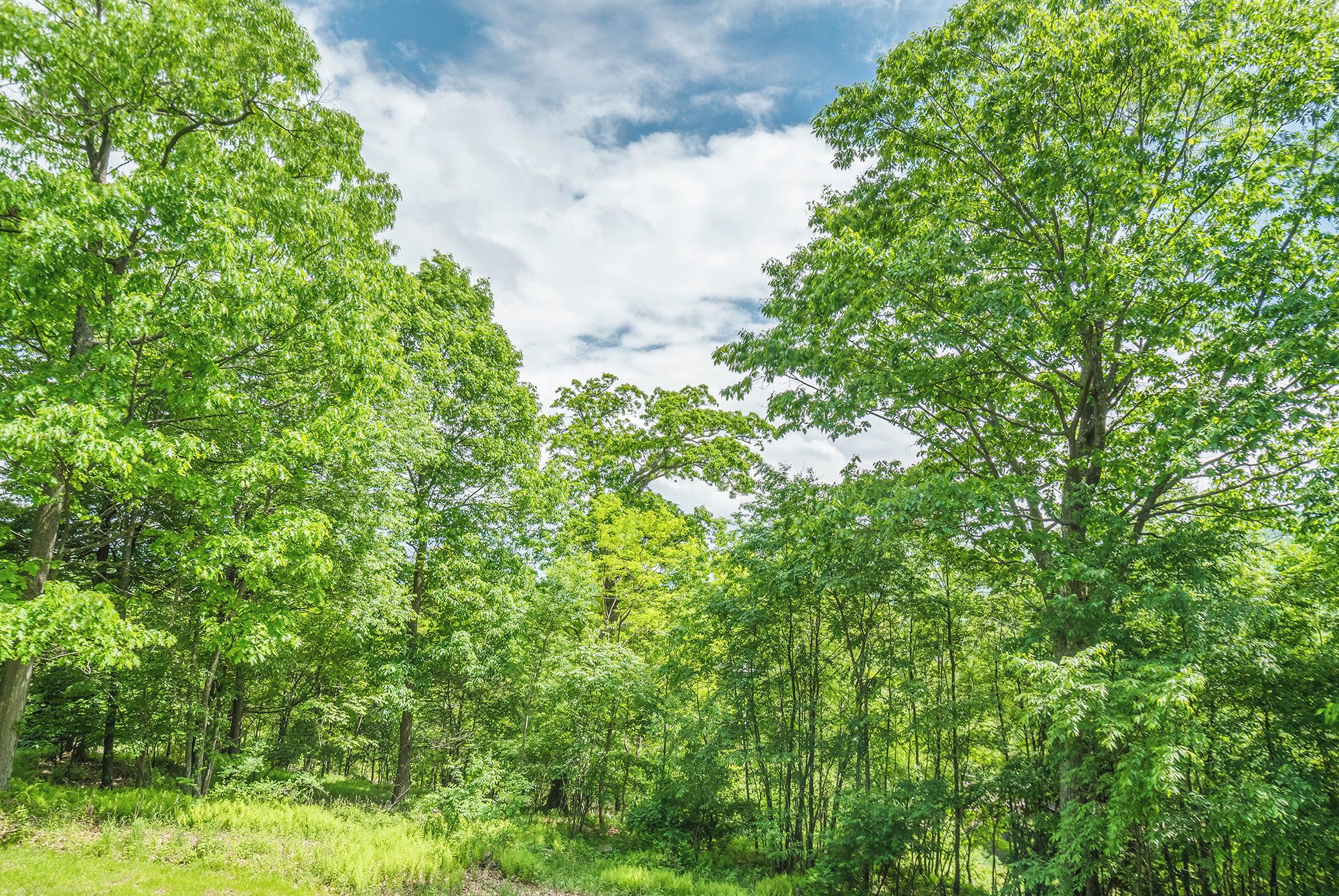 A dense forest with tall trees and a clear sky.