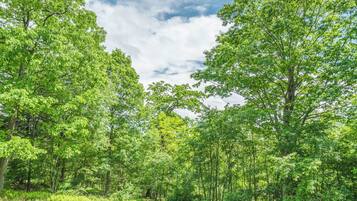 A dense forest with tall trees and a clear sky.