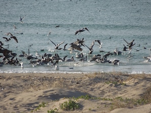 A beach with a large flock of birds flying over the water.