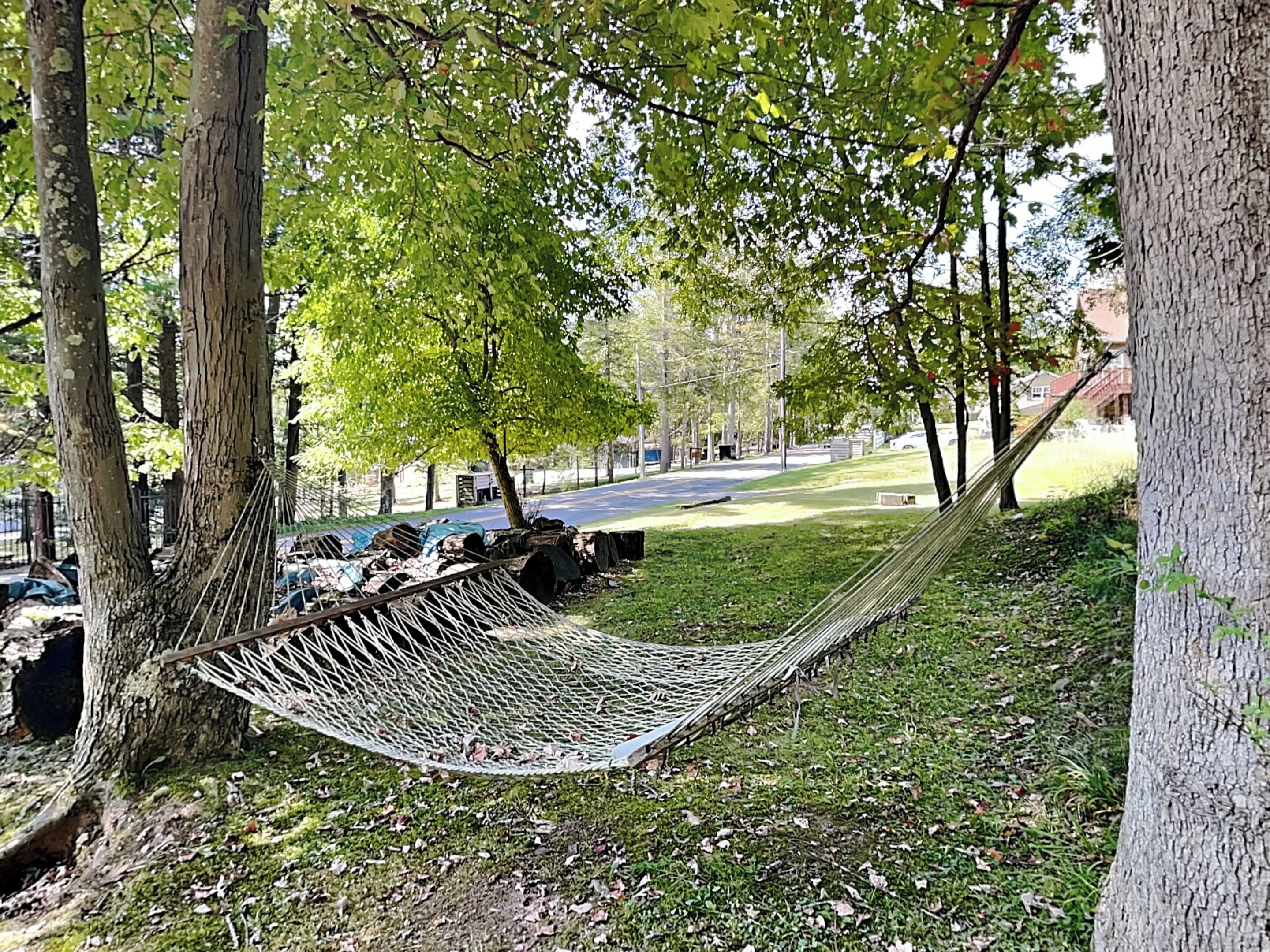Un hamac est suspendu entre deux arbres dans un parc, avec une route et des voitures garées en arrière-plan.