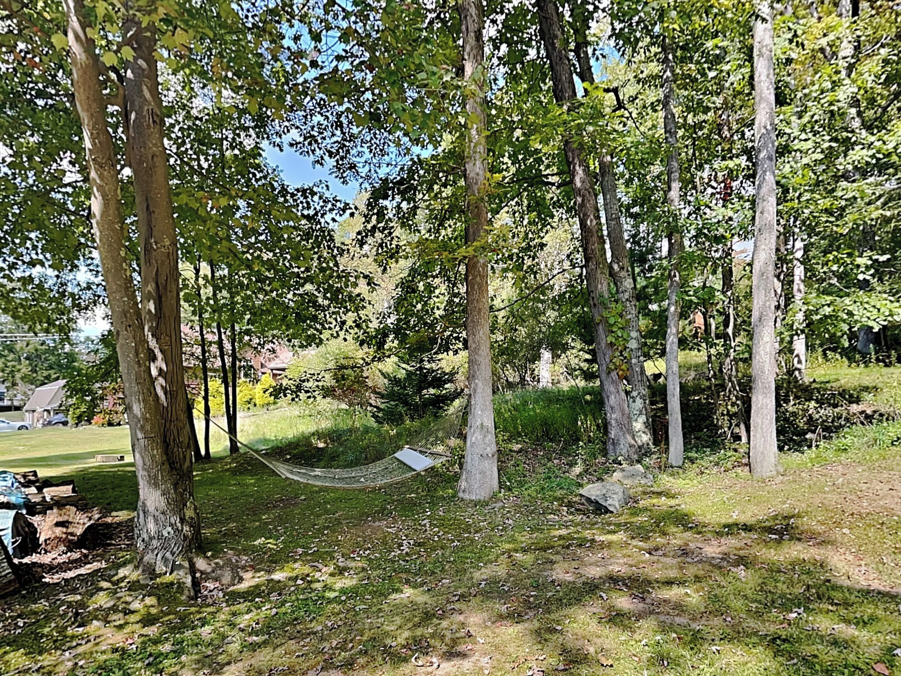 A hammock between trees in a wooded area with a grassy ground.