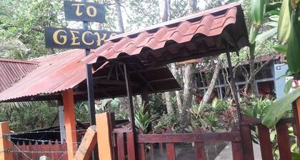 Gecko de Tortuguero