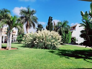 A well-maintained lawn with a large ornamental bush, palm trees, and a building with a flat roof in the background.
