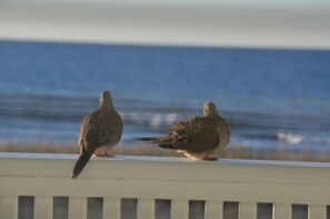 Vue sur la plage/l’océan