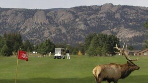 A golf course with a large elk in the foreground, a golf cart, and a flag. - Lily Mountain Lodge - Amazing Mountains Views, Private Hot Tub, Great Location (Estes Park)