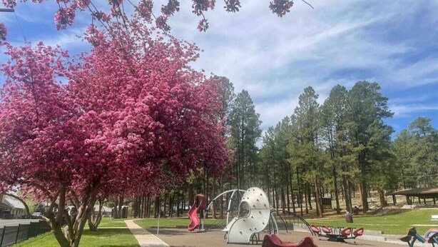 A park with a large pink flowering tree, a metal sculpture, and a playground.