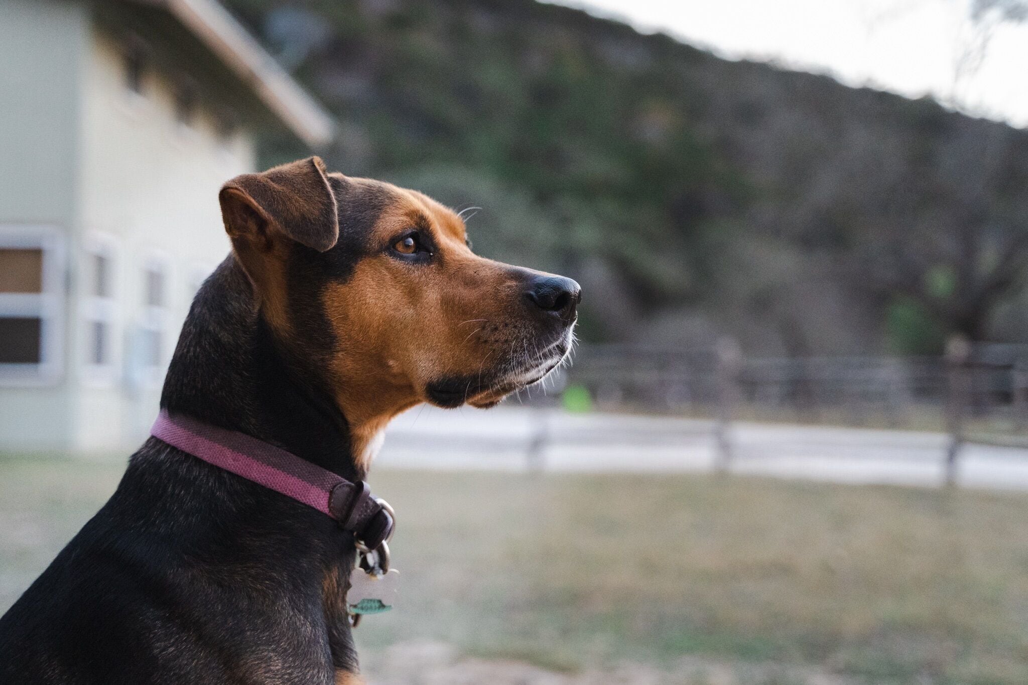 A dog with a purple collar sitting outdoors.