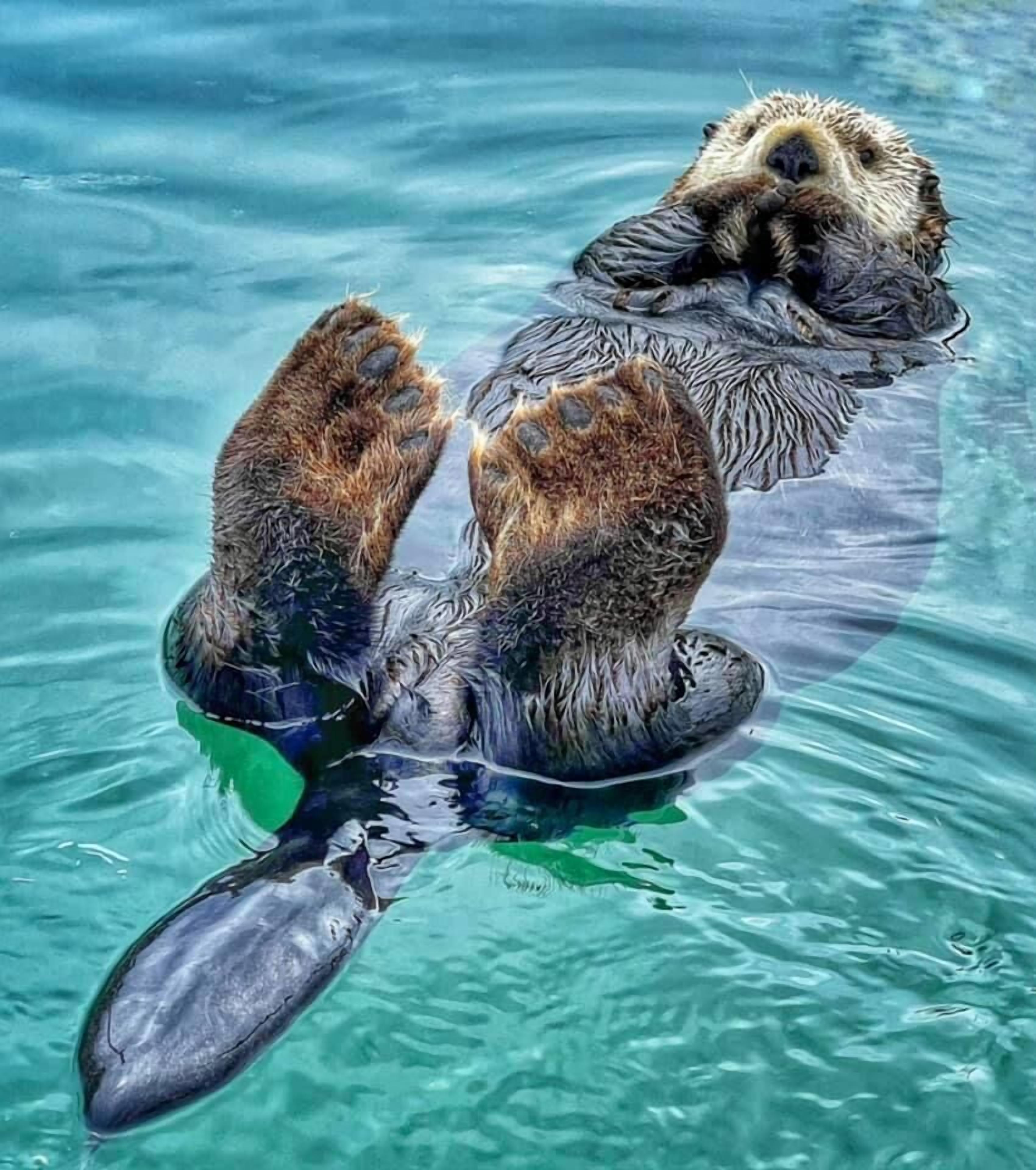 Two otters floating in clear water.