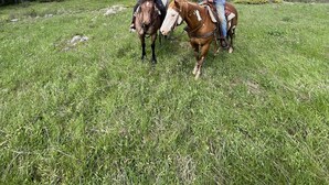 Two people on horseback in a grassy field with a forested hill in the background.