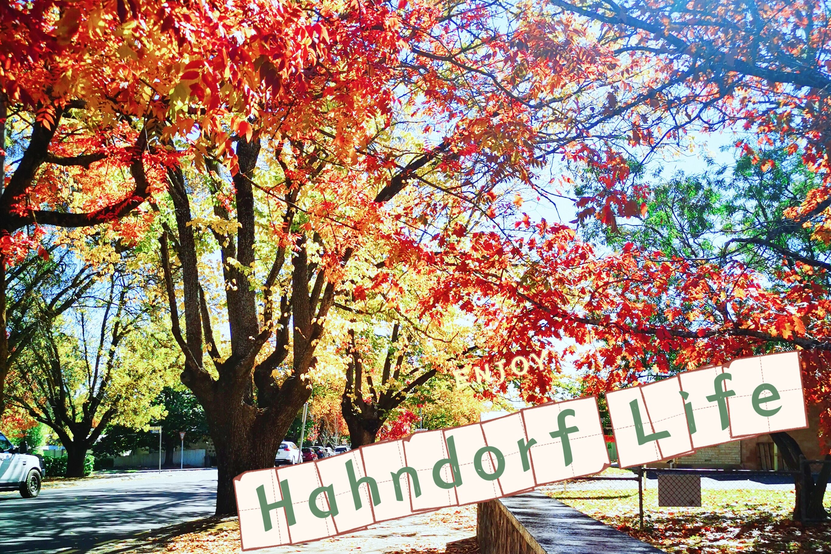 White House & Hahndorf Life & Adelaide Hills