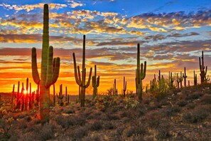 Un paysage désertique avec de nombreux cactus et un coucher de soleil en arrière-plan.
