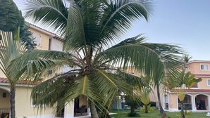 Une cour bien entretenue, agrémentée de palmiers, d’un chemin et d’un bâtiment doté d’un toit en tuiles.