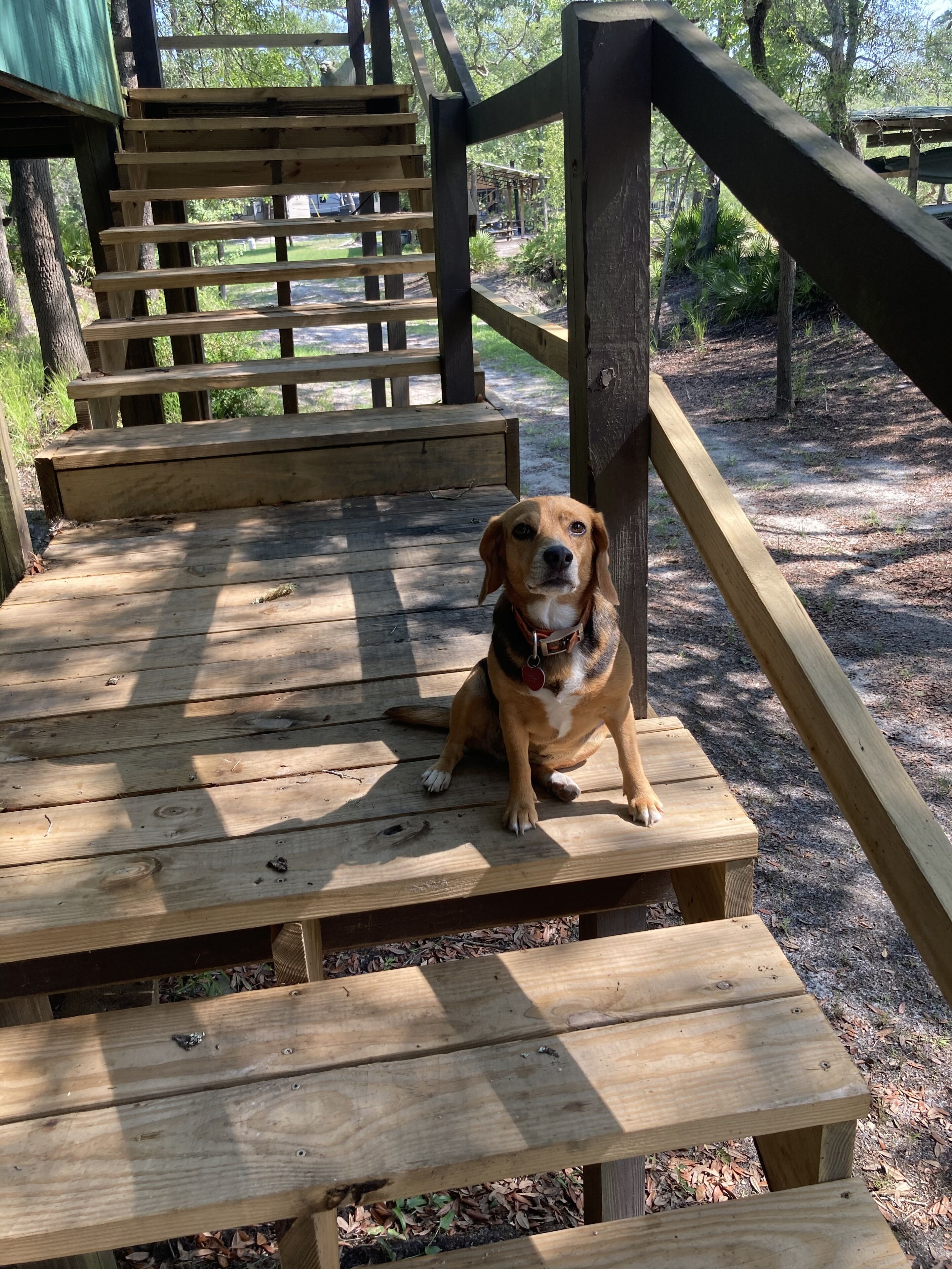 Um cão sentado em um deck de madeira com guarda-corpo de metal.