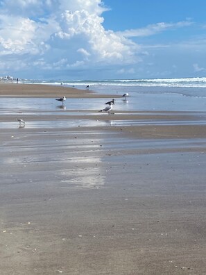 Beach - A FEW STEPS TO OCEAN in EMERALD ISLE, NC! Come visit walk to all entertainment! (Emerald Isle)