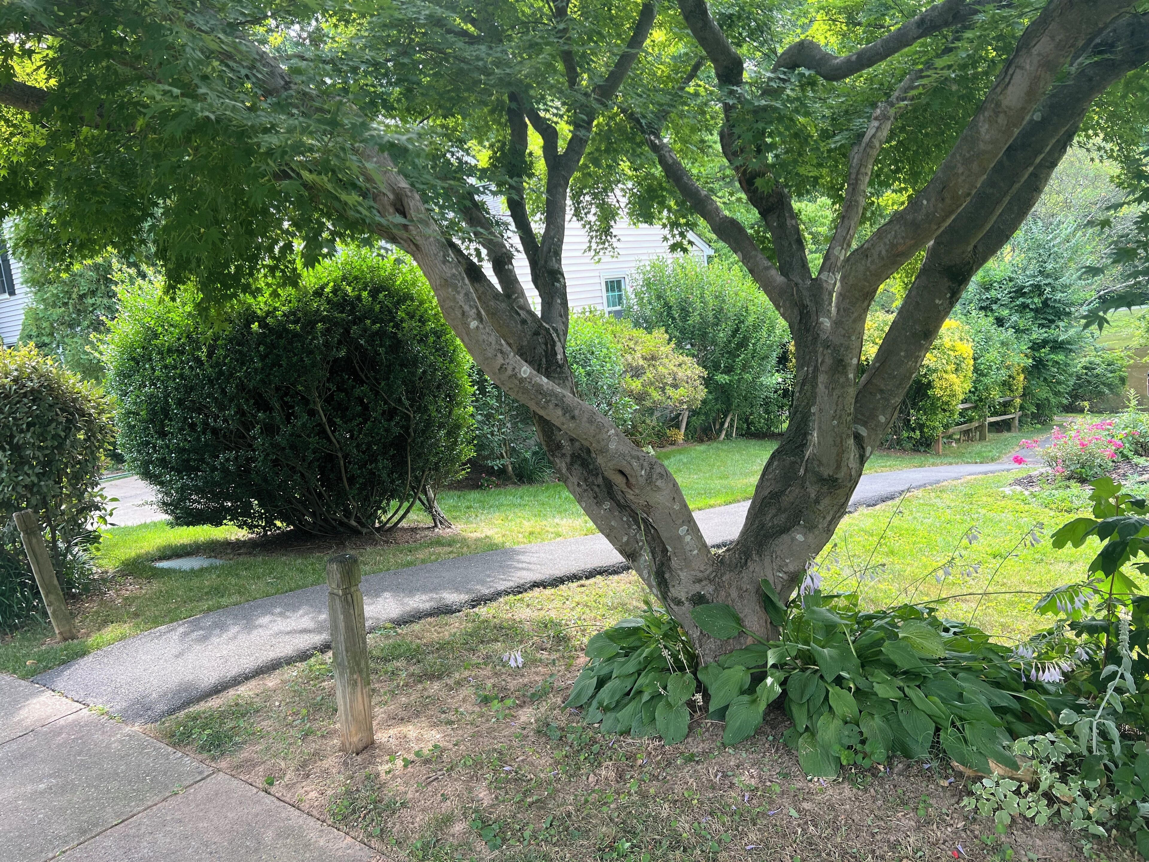 A tree-lined pathway leading to a house with a well-maintained lawn and various shrubs.