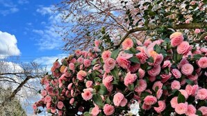 A picnic table with benches, surrounded by a garden with pink flowers and a lawn. - Basement at 126 · Modern 1bedroom basement apartment newly remodeled (Kirkland)