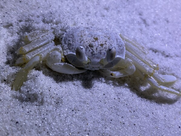 A crab on a sandy surface. - ELITE GULF-FRONT CONDO
Panoramic Gulf Views • Beach Service • Covered Parking (Fort Walton Beach)