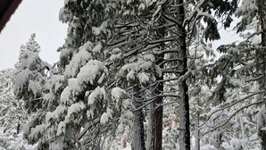 A snowy forest scene with dense evergreen trees and a snow-covered ground. - SNOW, SNOW & MORE SNOW AND SUGAR BEAR IS PLOWED! 12 MIN TO DODGE, 5 MIN TO SLED (Cold Springs)